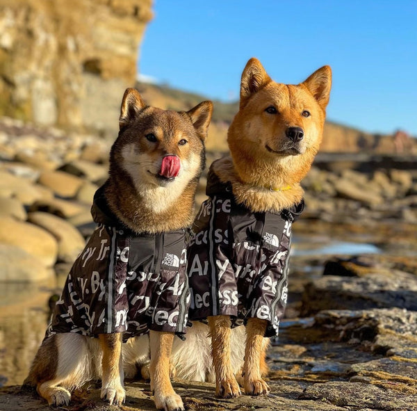 ジャケット・アウター dogs kohh coza Chihuahua Warm Dog Winter Coat – Voyagers K9 Apparel
